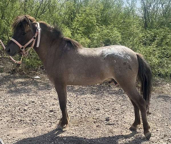 grulla-amhr-stallion