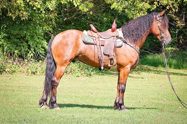 all-around-friesian-horse