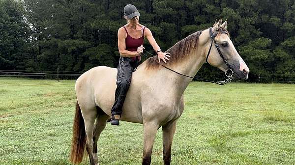 family-horse-tennessee-walking