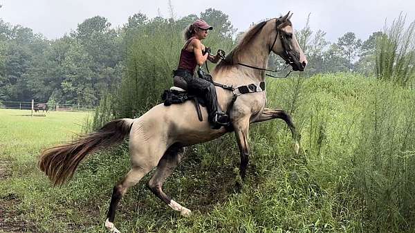 gentle-horse-tennessee-walking