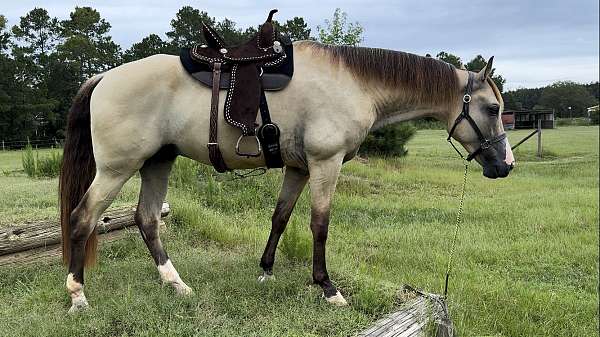 gun-safe-horse-tennessee-walking