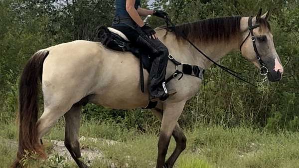 horse-for-sale-tennessee-walking