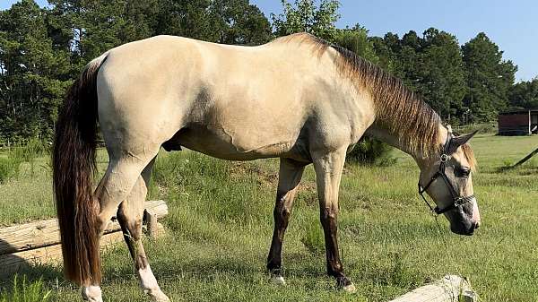 western-dressage-horse-tennessee-walking