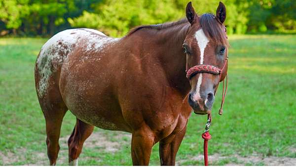 trail-horse-poa