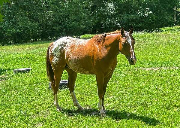 gun-safe-horse-poa