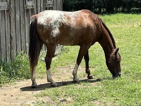 western-dressage-horse-poa