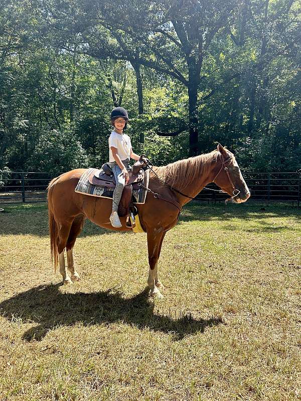 15-hand-quarter-horse-gelding