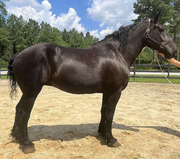 black-percheron-mare