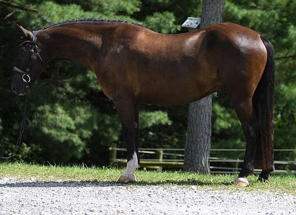 slbr-dressage-horse