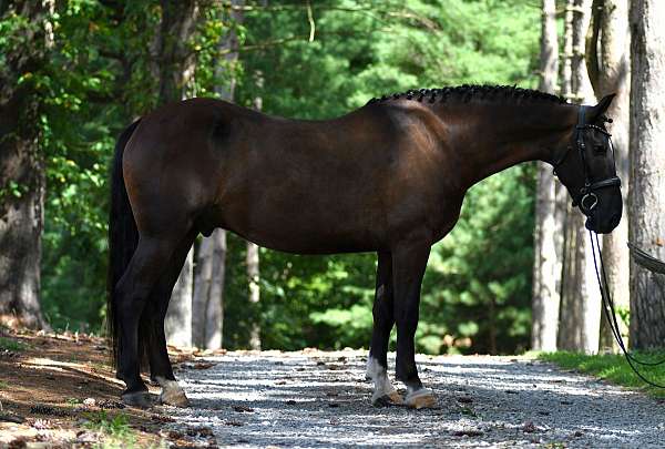 slbr-driving-horse