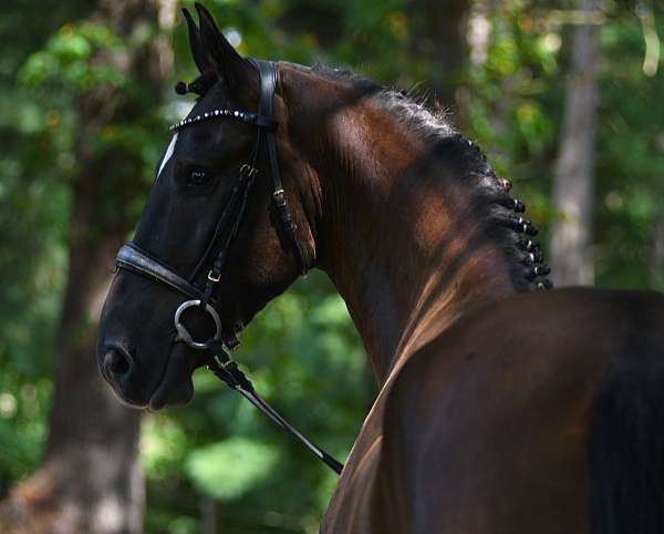 slbr-harness-horse