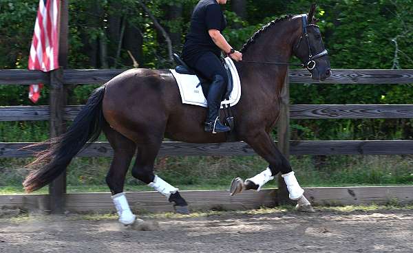 slbr-draft-horse