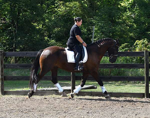 slbr-hunter-under-saddle-horse