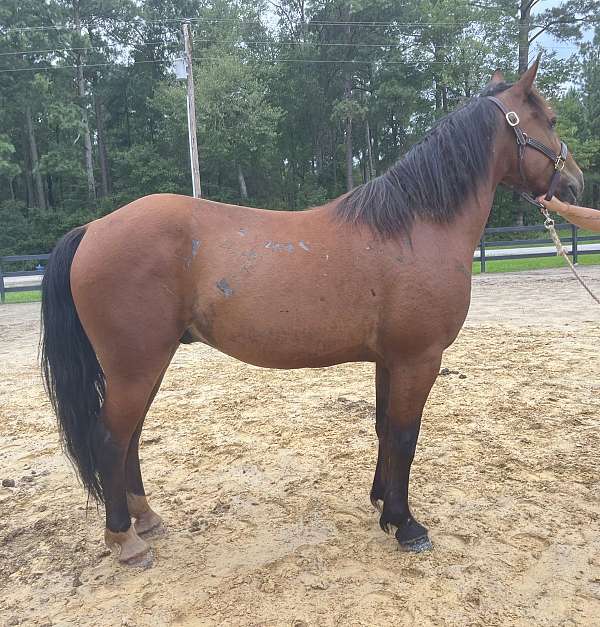 cross-haflinger-morgan-horse