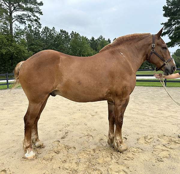 sorrel-belgian-gelding