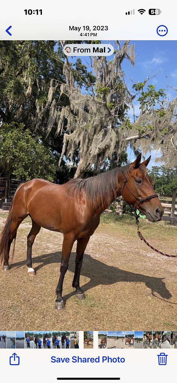 white-hair-at-root-of-tail-horse