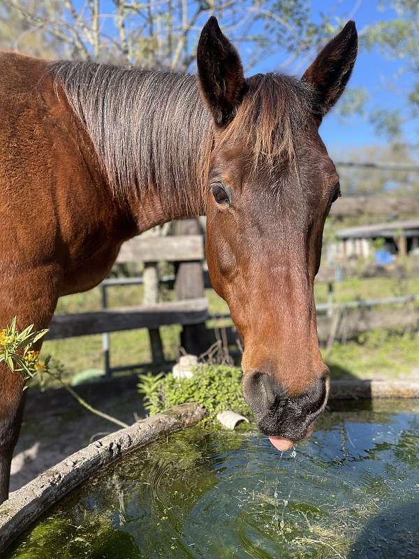 white-hairs-on-forehe-horse