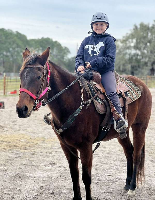 bay-roan-branded-lm-on-left-thigh-horse