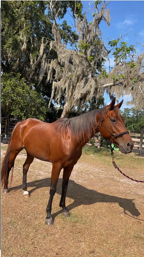 bay-roan-left-hind-pastern-white-horse