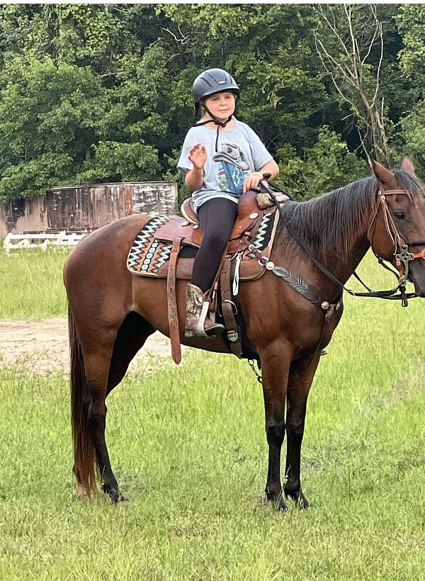 bay-roan-white-hairs-on-forehe-horse