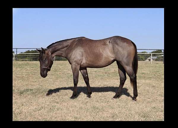 dun-roan-quarter-horse