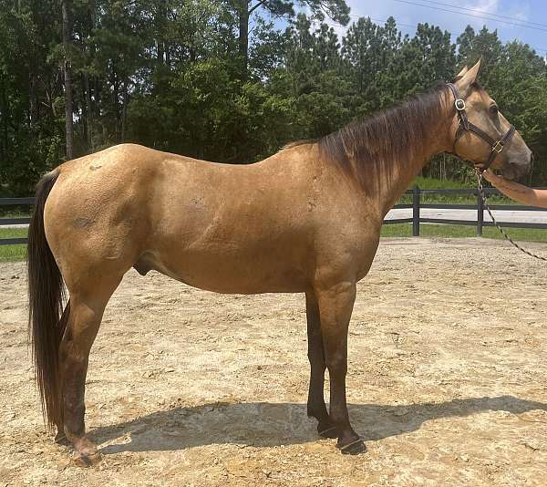 buckskin-quarter-horse-gelding