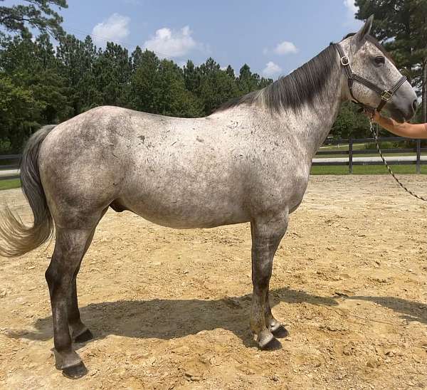 grey-quarter-horse-gelding