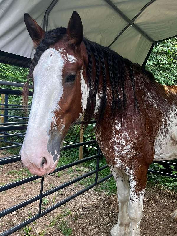 acre-clydesdale-horse