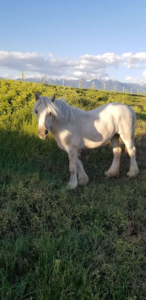 color-solid-gypsy-vanner-horse