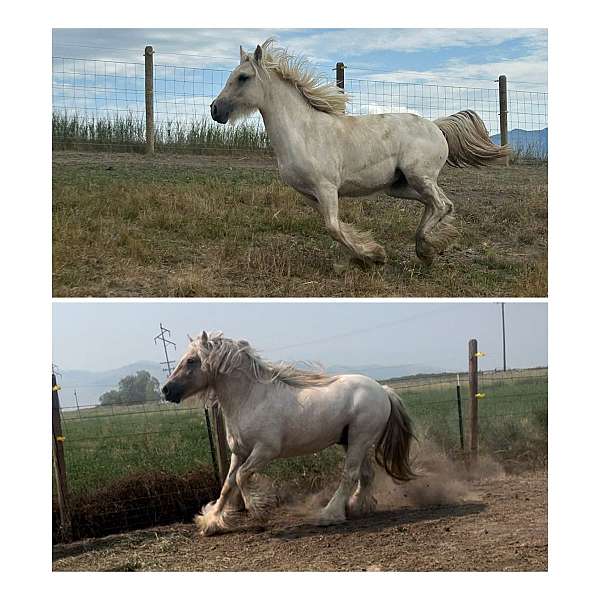 color-solid-gypsy-vanner-horse