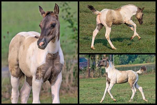 athletic-canadian-paint-horse