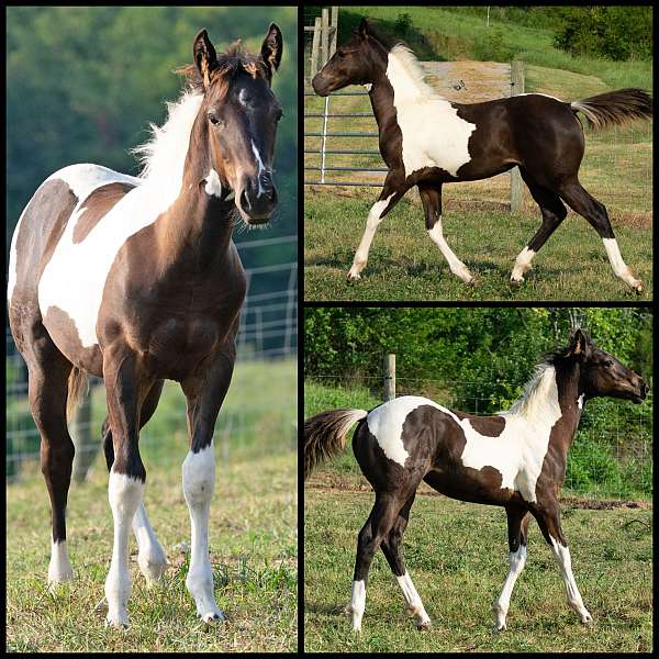 tobiano-horse