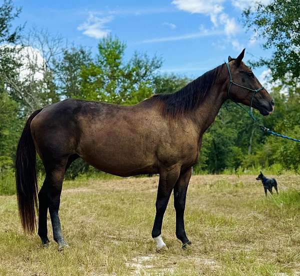 athletic-quarter-horse