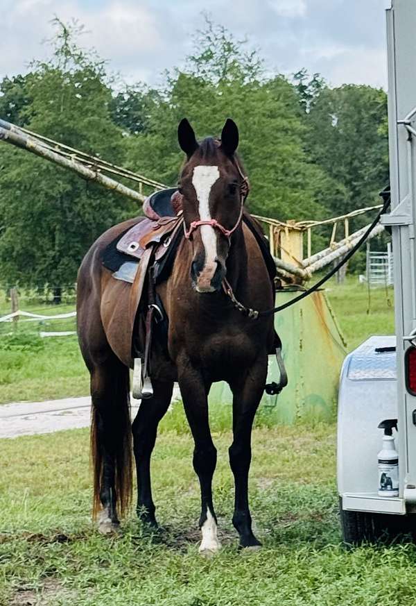 barrel-racing-quarter-horse