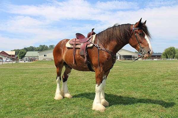 white-strip-legs-horse