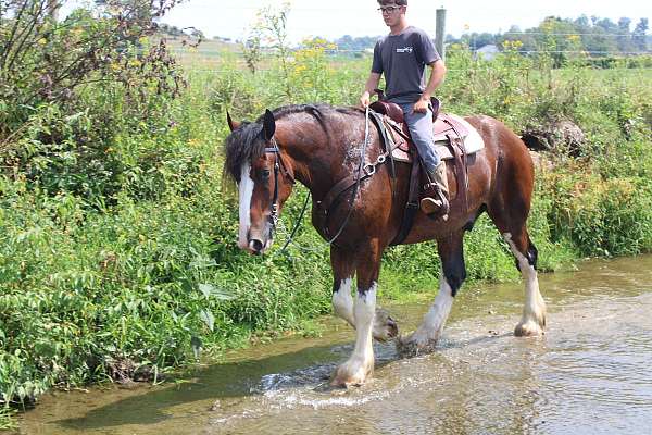 kid-safe-clydesdale-horse