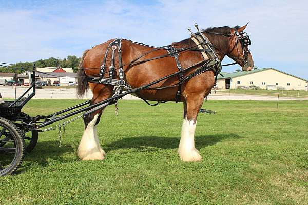 driving-clydesdale-horse