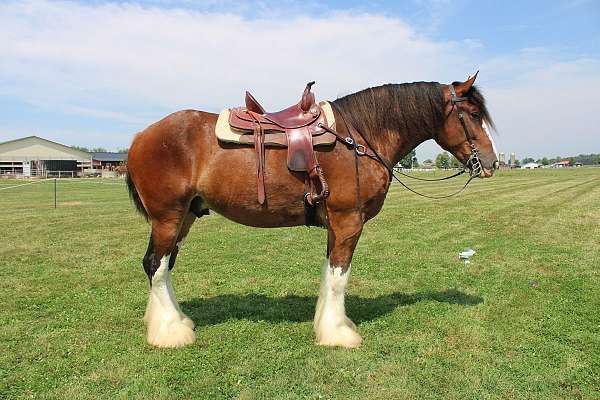 all-around-clydesdale-horse