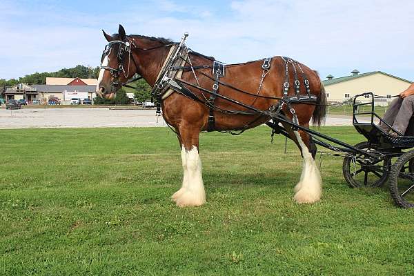 parade-clydesdale-horse