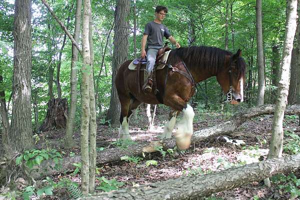 all-around-clydesdale-horse