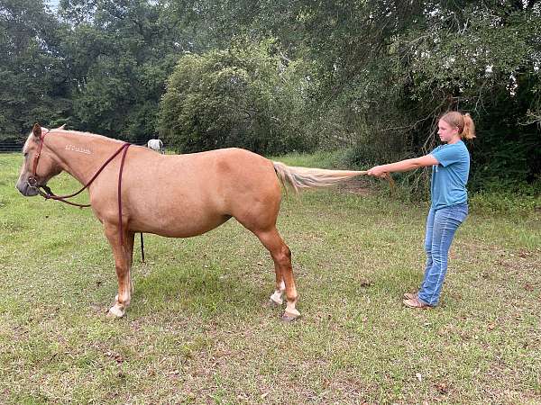 trail-riding-western-pleasure-mustang-horse