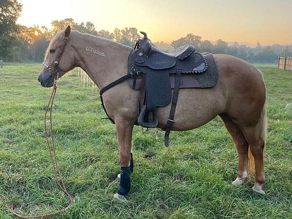 palomino-left-hind-pastern-horse