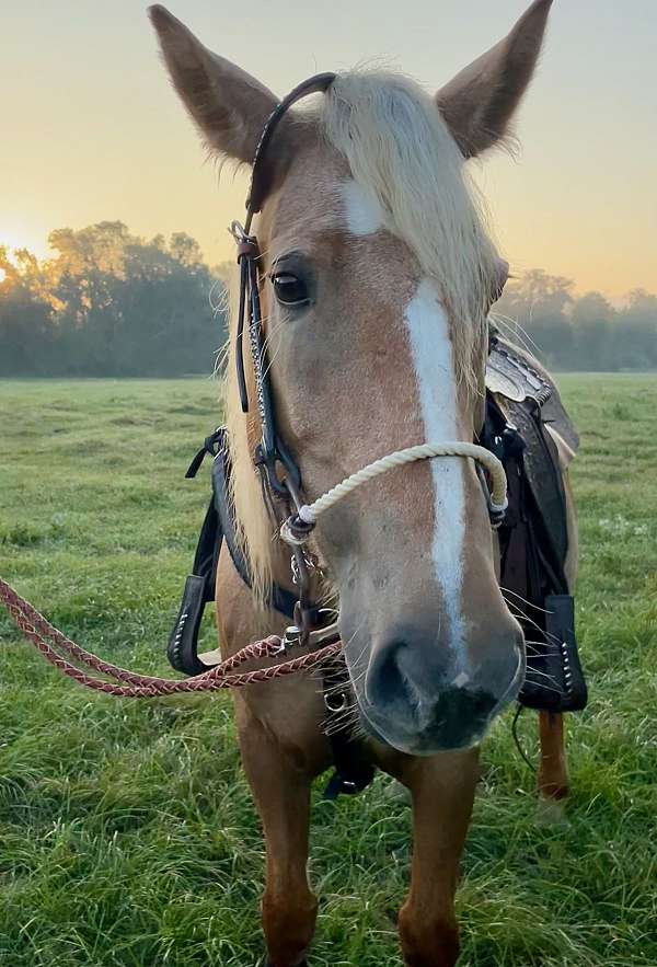 palomino-blm-mare