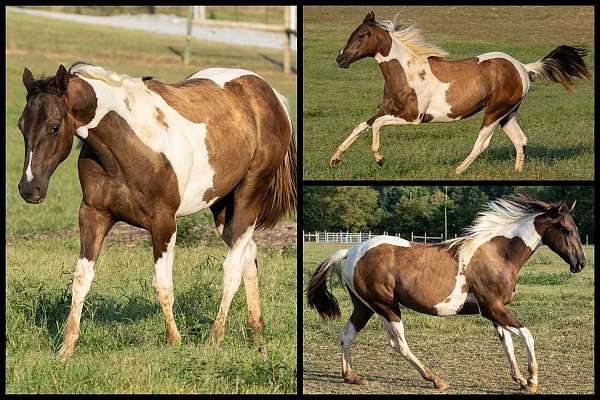 smokey-black-apha-filly