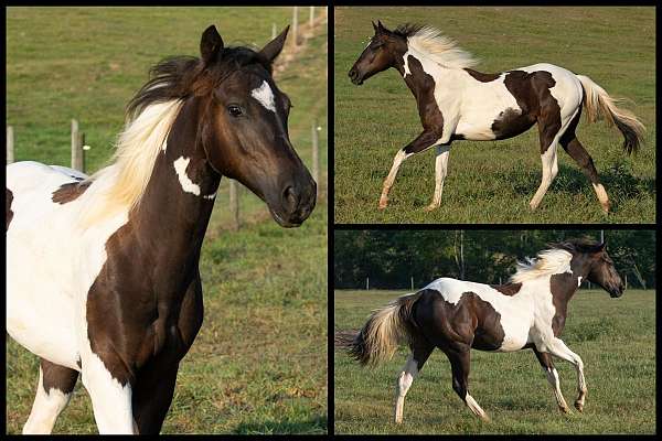 black-tobiano-breeders-trust-horse