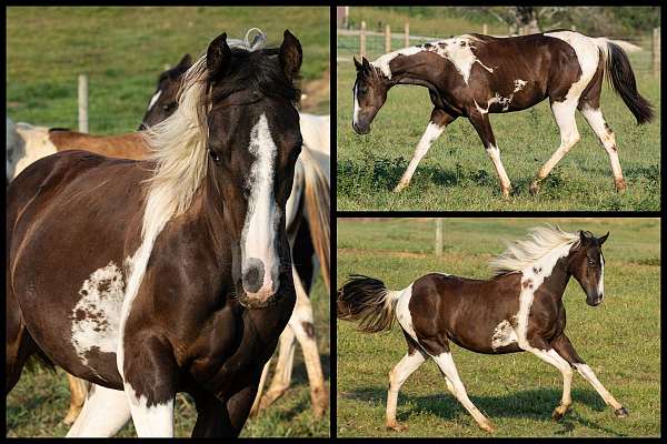 black-tobiano-performance-horse