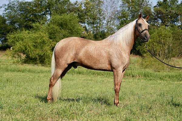 all-around-missouri-fox-trotter-horse