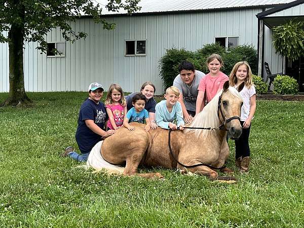 beginner-missouri-fox-trotter-horse