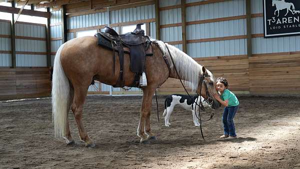 field-hunter-missouri-fox-trotter-horse