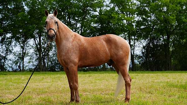 field-trial-missouri-fox-trotter-horse